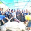 sapi kurban DR H Agus Suparman, SE, MM saat disembelih di halaman Sekretariat DPC Partai NasDem.
